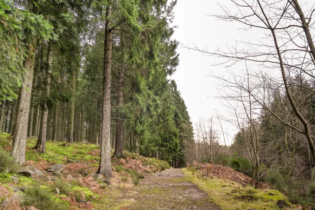 A forest path through conifers.