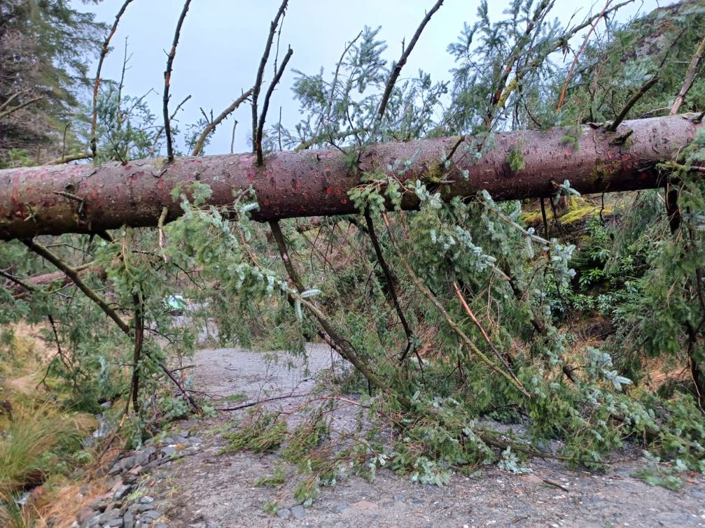 A large tree hanging over a walking path