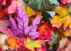 Varied collection of brightly coloured leaves