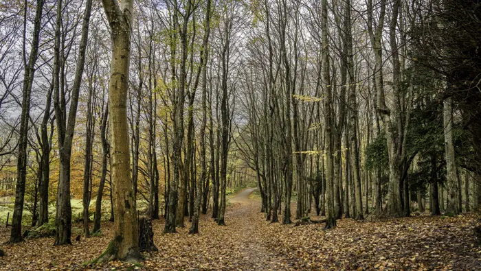A path in the forest covered in autumn leaves