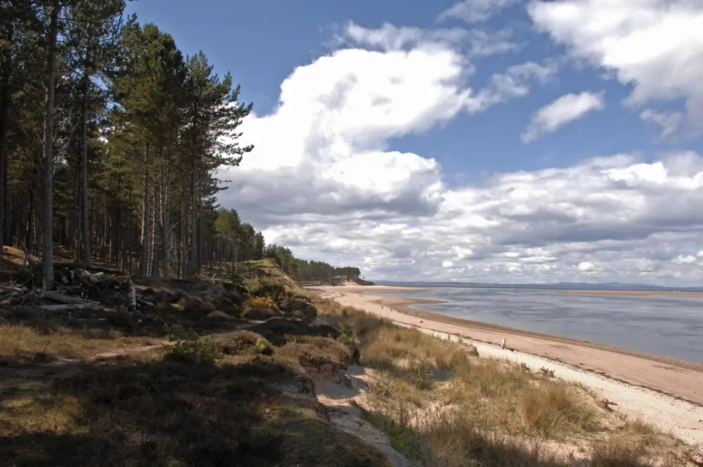 A white sandy beach with conifers