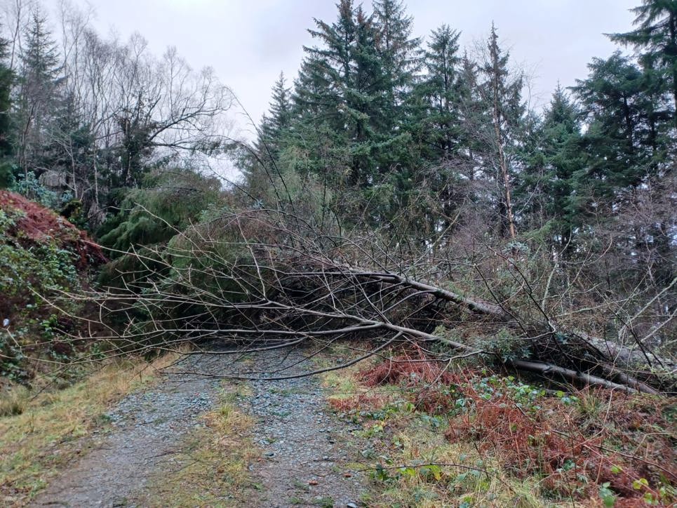 Trees and brash fallen over a walking path in a forest