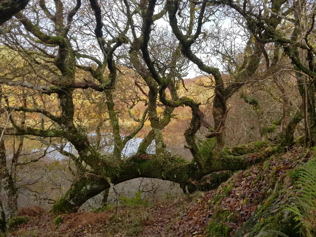 A view of a tree in a temperate rainforest.