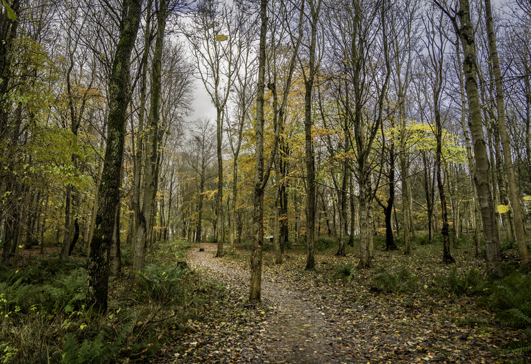 An autumn walking trail in a forest