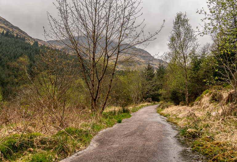 A path through trees with mountain behind