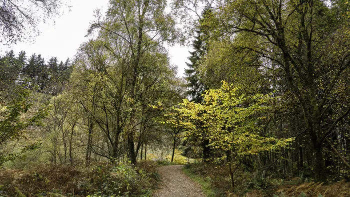 Path through trees in autumn.
