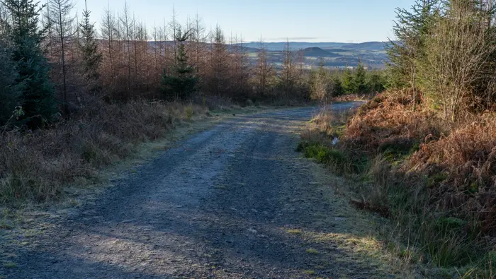 Forestry road with young trees in the foreground and rolling hills in the background.