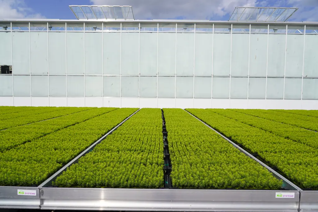 Young trees in trays outside.