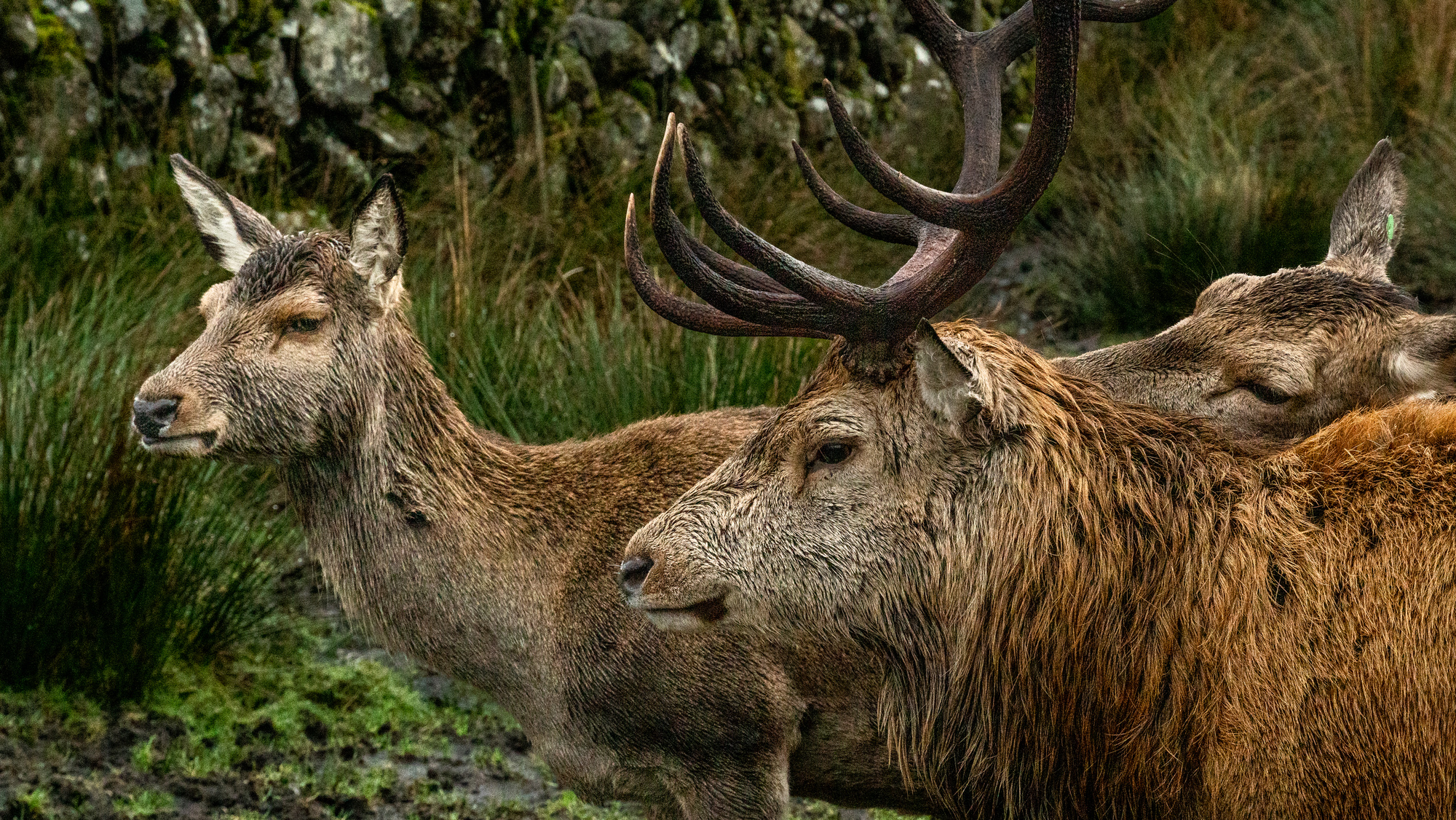 Three red deer standing together in the rain.