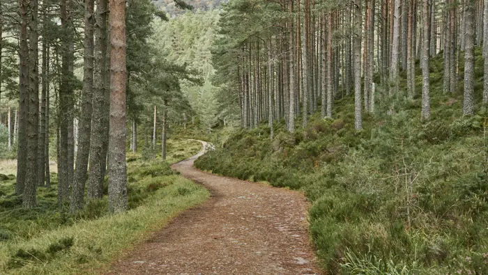 Path going through Scots pine trees.