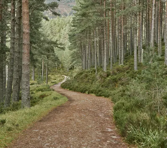 Path going through Scots pine trees.