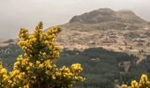 Yellow gorse growing in front of a hill 