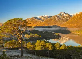 Scots pine, loch and mountains