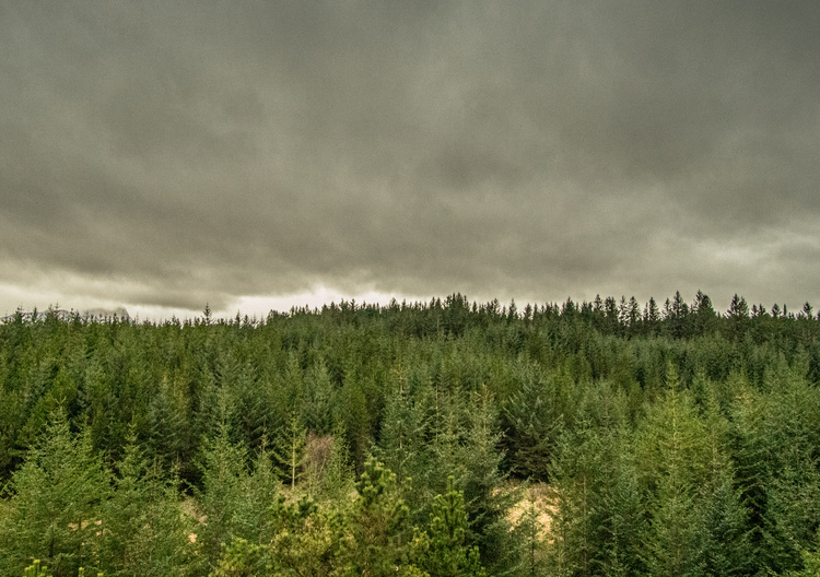  A pine forest with stormy clouds