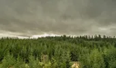  A pine forest with stormy clouds