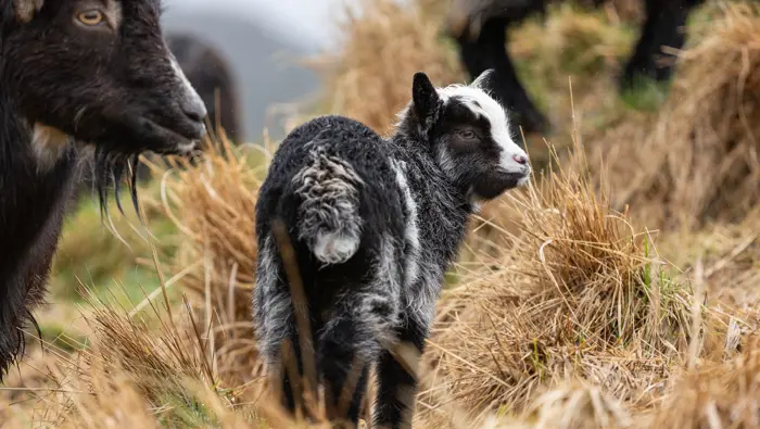 Young goat with adult goats around it.