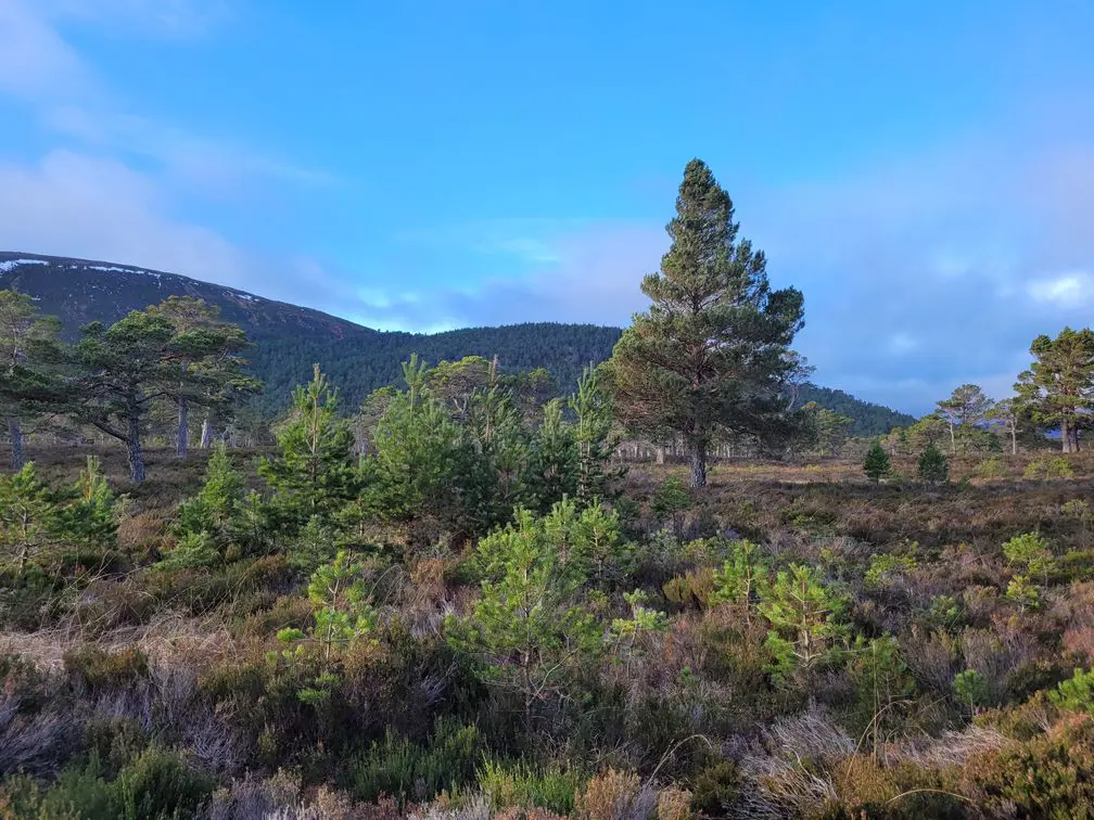 Young trees on an open hillside under a blue sky.