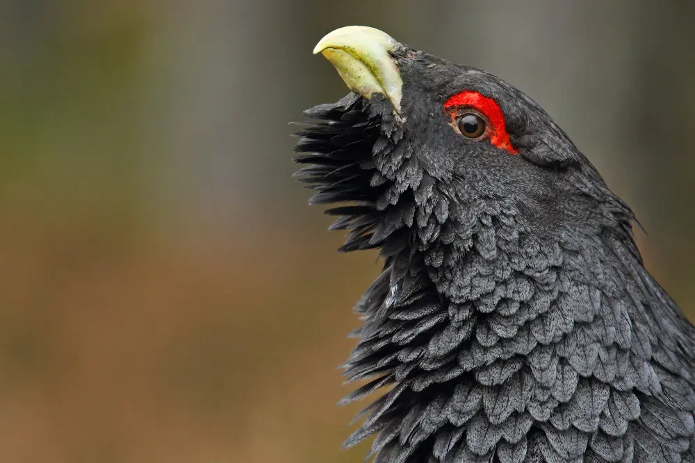 Close-up of head of a capercaillie