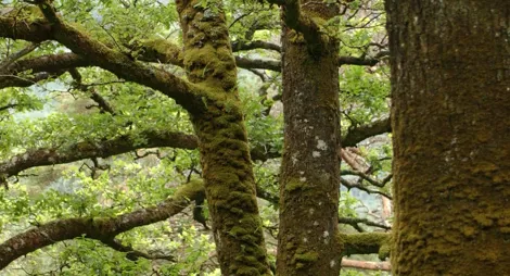 Close up of tree bark