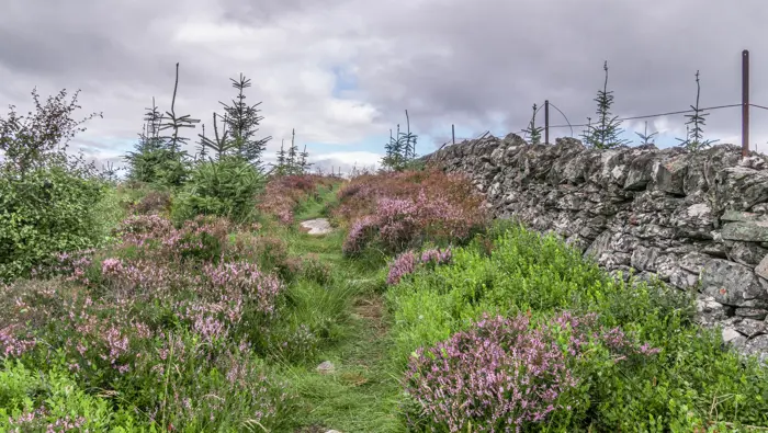  A hidden path next to a stone wall with heather and young trees growing