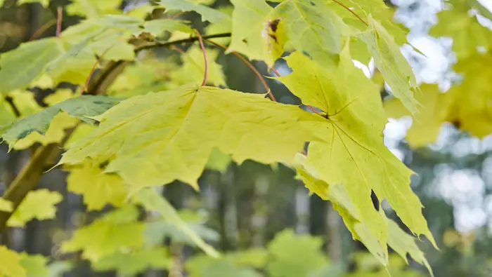 Leaves with green and yellow hues.