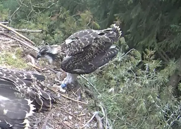 Osprey standing in nest