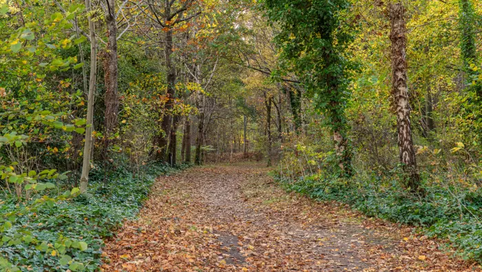 Path through the forest in autumn