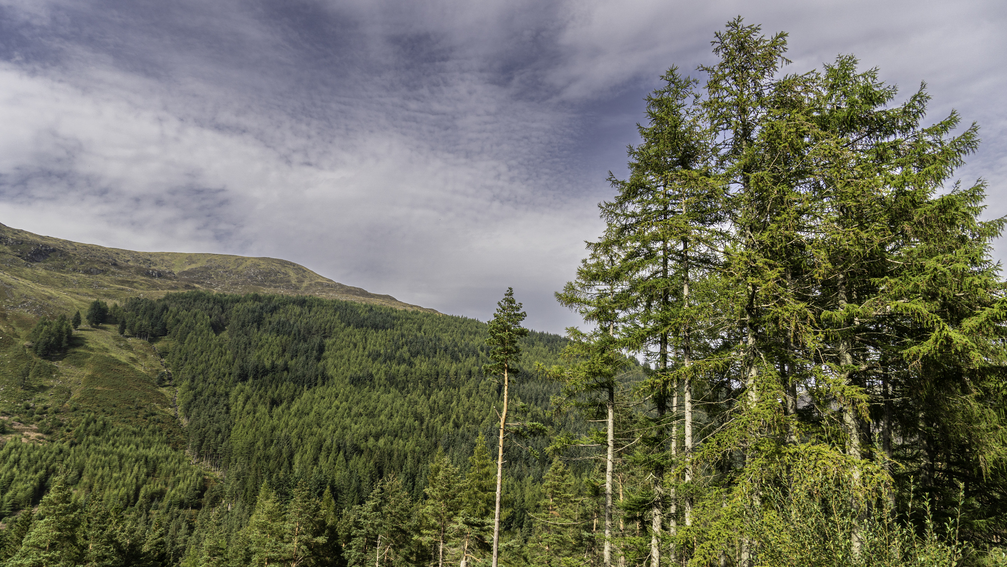 Trees in front of a hillside