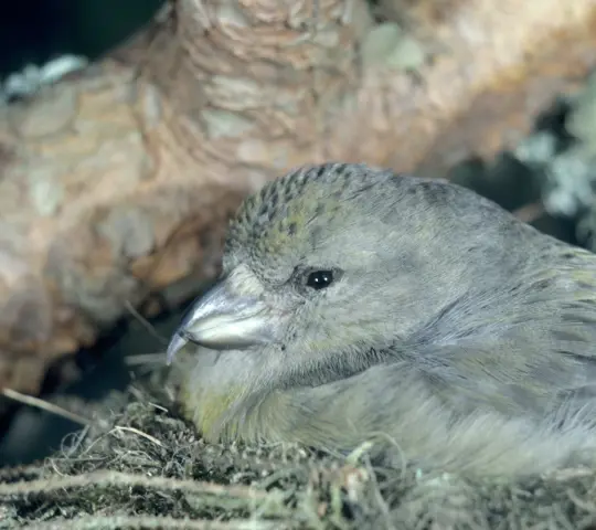 Scottish Crossbill brooding (Loxia scotica - Female)