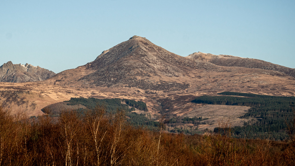 Birch trees in the foreground with conifer trees and mountains in the background.