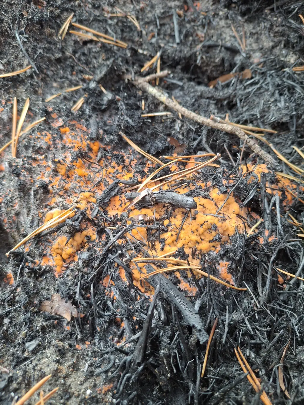 Closeup of bright orange fire fungus on charred ground. 
