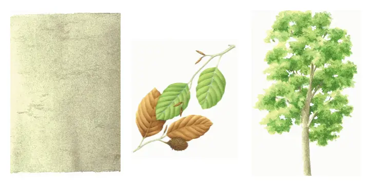 Botanical drawing of beech bark, branches and trees
