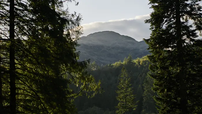 View of a hill looking through the trees.