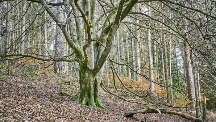 A large broad-leaf tree in a forest during winter