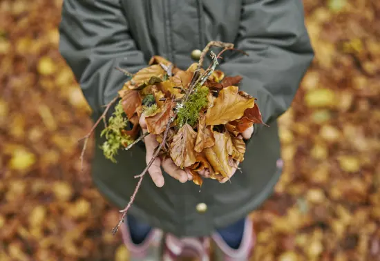 Young child's hands holding bundles of golden beech leaves.