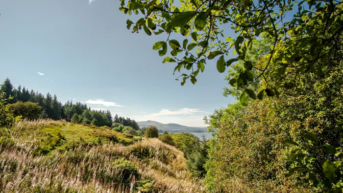  A lush hillside with trees and a loch and hills in the background