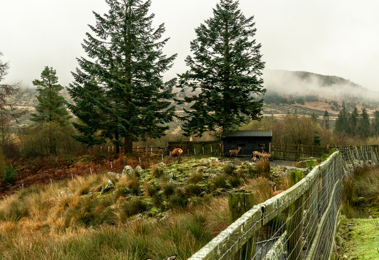 A wide shot of a herd of deer next to a wildlife hide with mountains in the background