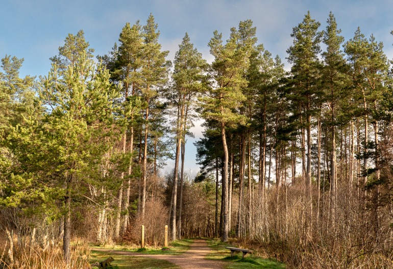 A bath into a pine wood