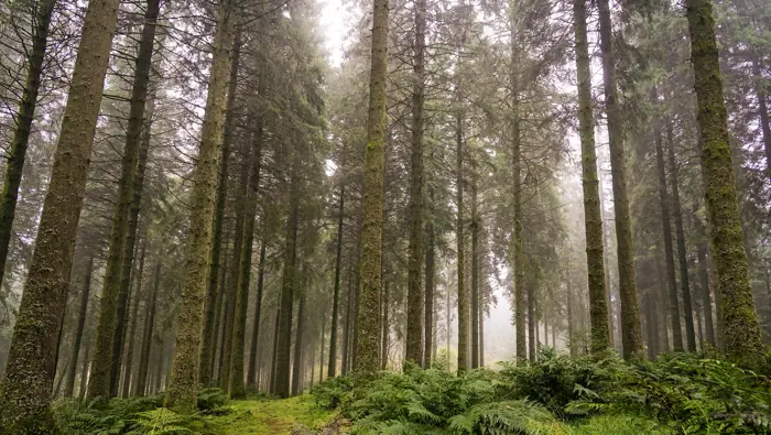 Looking up at conifer trees in a misty forest.