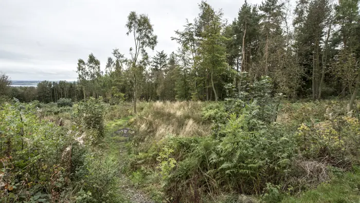 A forest path through a mixed woodland with wild grasses