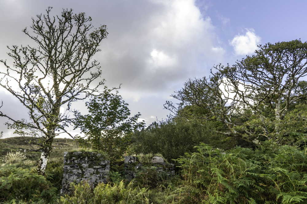 Old stone structure in a bracken hillside with trees