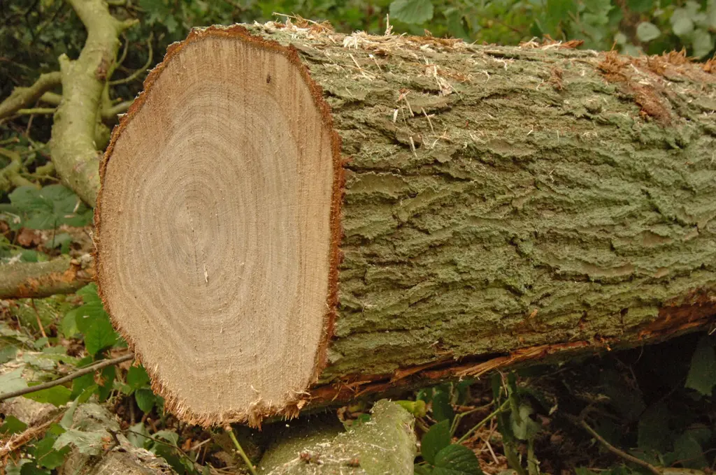 Oak log.