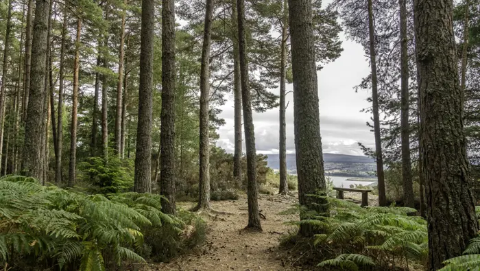 Bench in the distance with trees in the foreground.