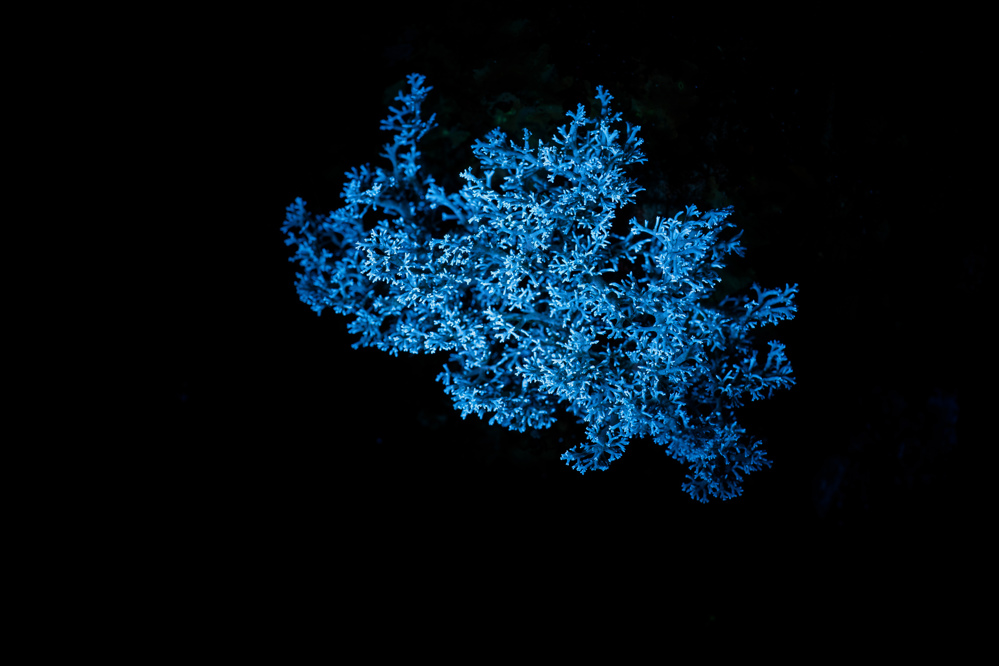 Coral lichen under UV light.