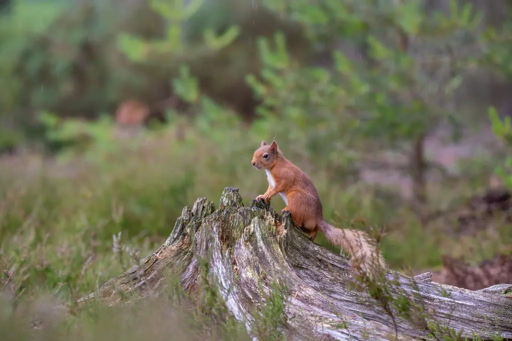 Red squirrel on dead tree stump.