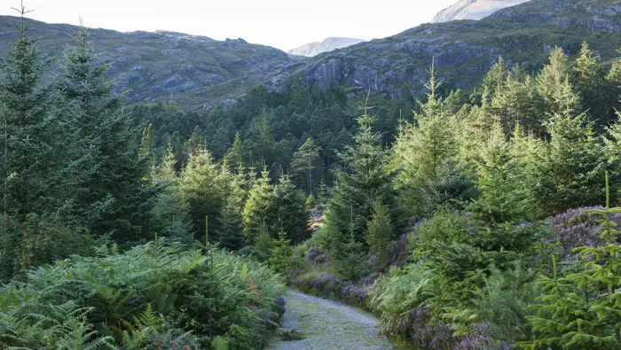 Path through some conifer trees with hills in the background.