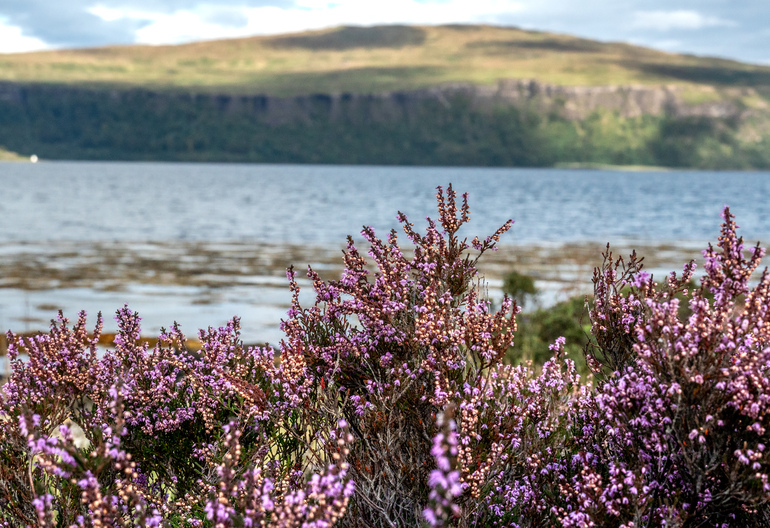 A patch of heather with an island behind