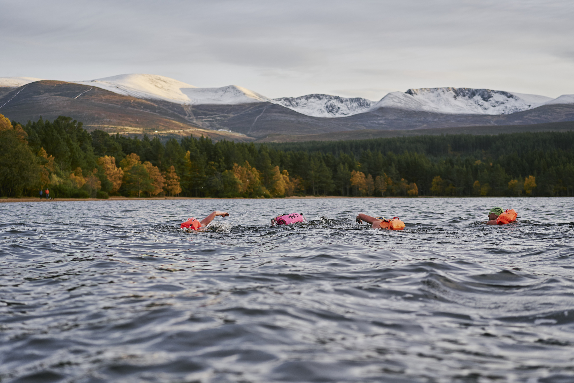 Line of wild swimmers on Lake Morlich, with woodland and snow capped Cairngorm mountains in distance, Glenmore Forest Park, near Aviemore