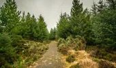 Stone path through a pine woodland