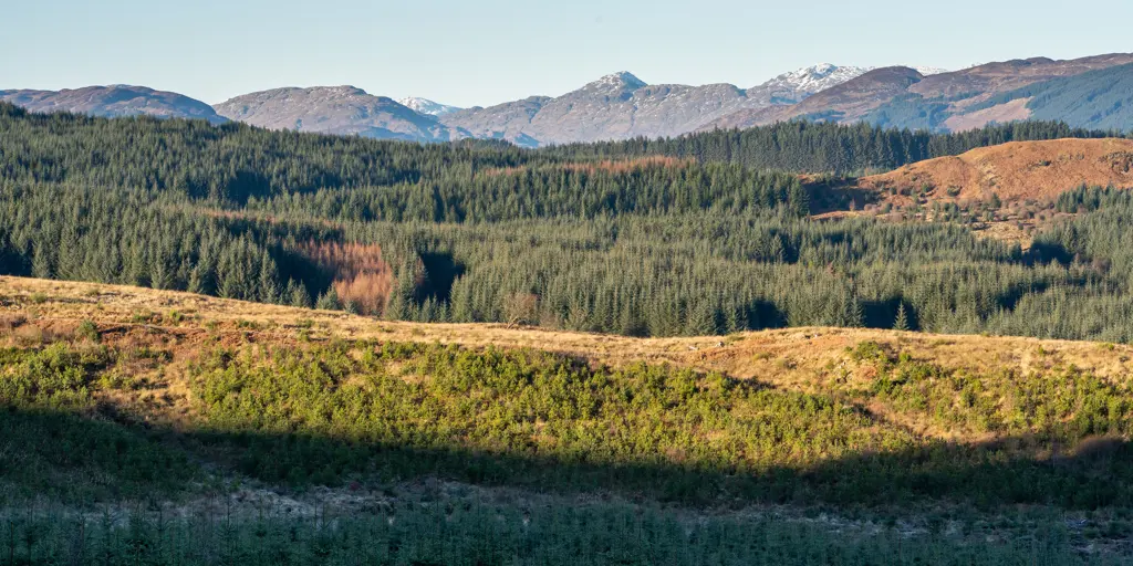 Mixed age forest with mountains in the background.